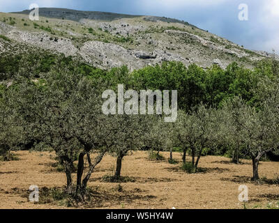 Italy Abruzzo Maiella Taranta Peligna - olive grove at the foot of the Maiella Stock Photo