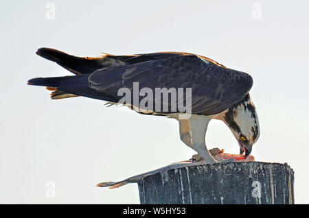 Detailed close up from lower angle of osprey, or sea hawk with talon holding down fresh caught fish on top of piling, showing underbody feathers, spre Stock Photo