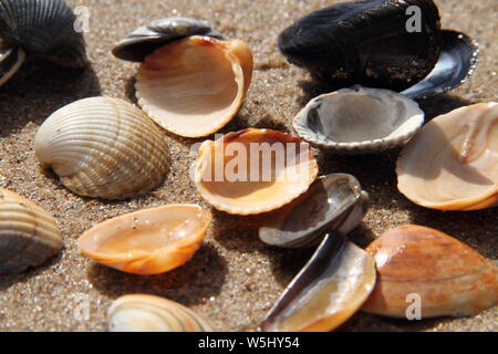 different seashell lie on the sandy beach Stock Photo