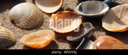different seashell lie on the sandy beach Stock Photo