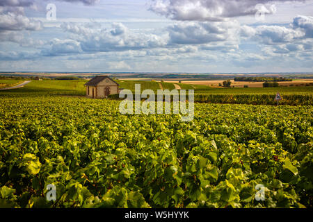 Vineyards in the Champagne region south of Reims, France Stock Photo