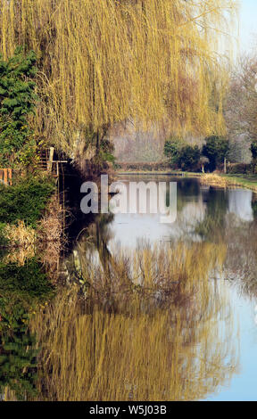PhotographTrent and Mersey canal a British Waterways canal near Shugborough in Staffordshire showing weeping willow,light forms of nature mirrored on Stock Photo