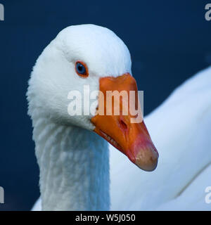 Colour photograph of Emsen Goose with blue eyes white orange beak and legs seen on British waterways, showing grace and elegance calmy traveling the B Stock Photo