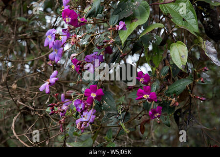 Primeval subtropical rain forest with colourfull flowers covers the western slopes of the Andes at 2200 meters high Bellavista Lodge in Ecuador. Stock Photo