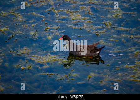 Orlando, Florida. July 09, 2019 Little duck swimming in swamp in Orlando International Airport area Stock Photo