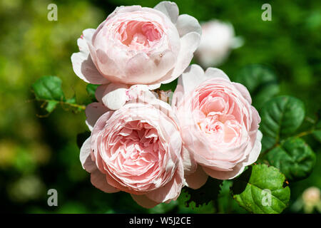 The flowers of a rose 'Queen of Sweden' Stock Photo