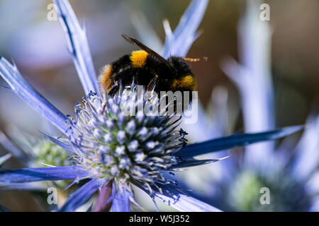 A bumble bee on the flower head of a sea holly (Eryngium) Stock Photo