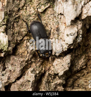Lesser Stag Beetle Dorcus parallelipipedus on oak bark, Schleswig-Holstein, Germany Stock Photo