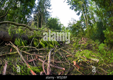 trees toppled by a storm in the Hüneggpark in Hilterfingen Stock Photo