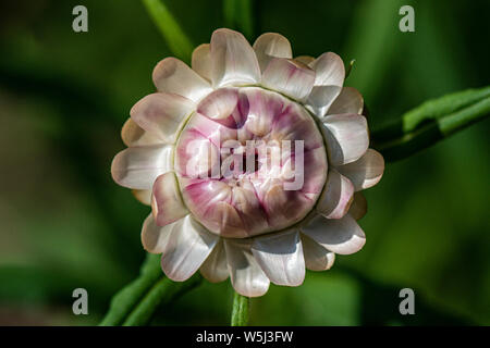 Th opening flower of an everlasting flower (Xerochrysum bracteatum) Stock Photo