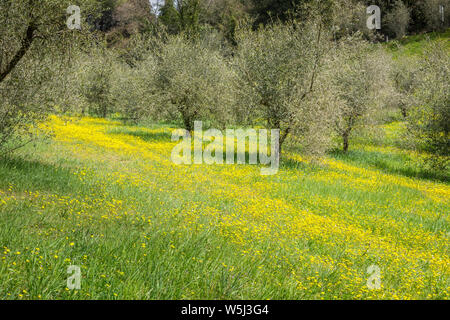 Olive trees in spring, Tuscany, Italy Stock Photo