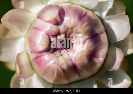 Th opening flower of an everlasting flower (Xerochrysum bracteatum) Stock Photo