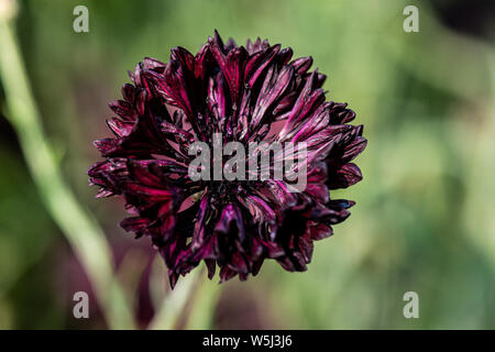 The flower head of a cornflower 'Black Ball' (Centaurea cyanus 'Black Ball') Stock Photo