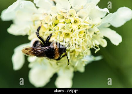 A bumble bee on the flower of a giant scabious (Cephalaria gigantea)