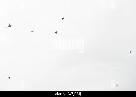 Pheasants Fill the Sky During a Drive on a Driven Game Shoot Stock Photo