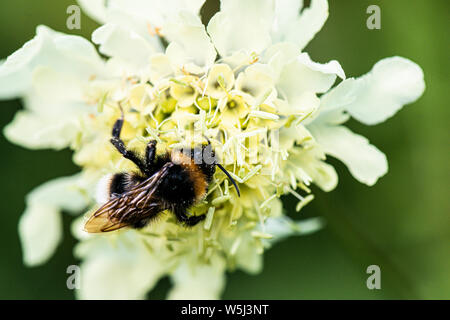 A bumble bee on the flower of a giant scabious (Cephalaria gigantea) Stock Photo