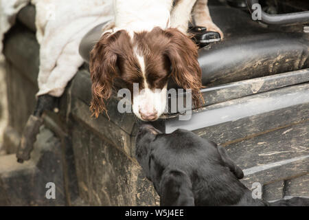 Working English Springer Spaniel Gundog and Working Labrador Gundog Share a Moment on a Pheasant Shoot Stock Photo
