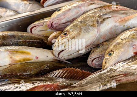 Fresh and freshly caught fish for sale at a fishing colony on Copacabana Beach in Rio de Janeiro Stock Photo