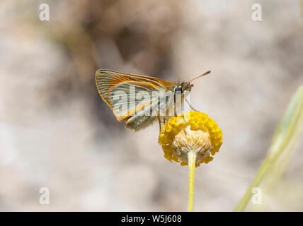 Essex Skipper, butterly (Thymelicus lineola) resting on flower. Andalusia, Spain. Stock Photo