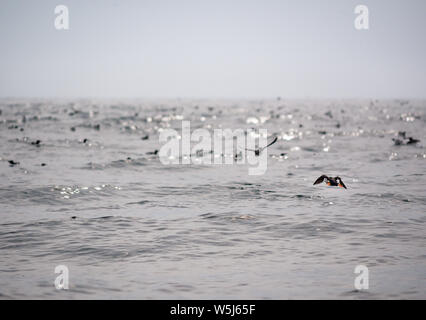 Atlantic puffin, Fratercula arctica, taking off from water and seabirds, Firth of Forth and North Sea, Scotland, UK Stock Photo