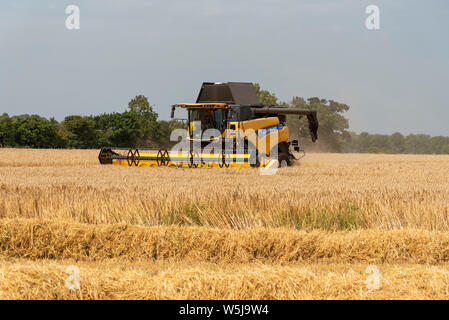 Cheltenham, Gloucestershire, England, UK, July 2019.  Combine harvester harvesting winter barley which after drying will go to brew beer. Stock Photo