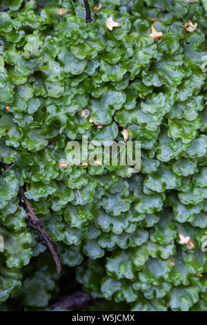 Common pellia (Pellia epiphylla) Stock Photo