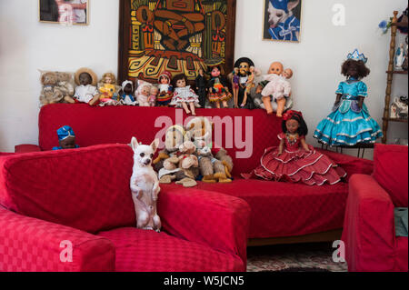 Chihuahua dog sits up on his hind legs on a sofa surrounded by toys in a house in Havana, Cuba Stock Photo