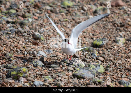 Beautiful sterna hirundo defending his nest between the rocks at the beach in East Sweden at the nature preserve Hornsladet Stock Photo