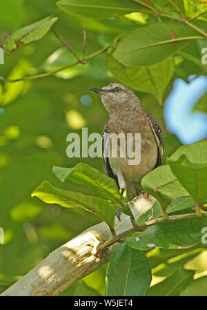 Northern Mockingbird (Mimus polyglottos) immature perched on branch  Port Antonio, Jamaica                April Stock Photo