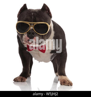 elegant american bully wearing golden sunglasses and bowtie standing on white background and looking to side Stock Photo