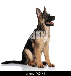 happy german shepard wearing golden collar pants and looks to side while sitting on white background Stock Photo