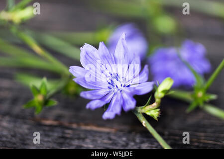 Flower of wild chicory endive . Cichorium intybus Stock Photo