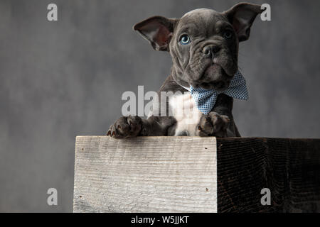 curious little puppy wearing bowtie while sitting in a wooden box on grey background Stock Photo