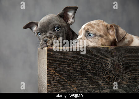 two shy and adorable american bully puppies sitting in a wooden box on grey background Stock Photo