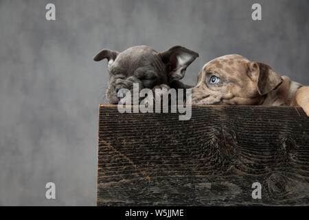 two cute american bully puppies resting in a wooden box on grey background Stock Photo