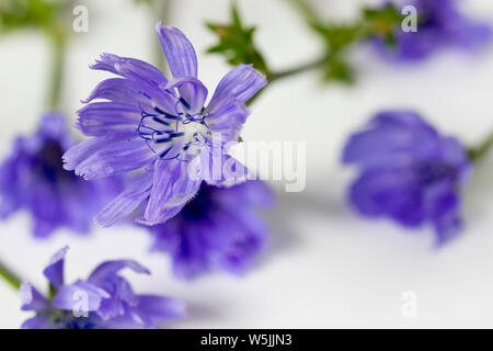 Close-Up Of Purple Chicories Blooming Stock Photo