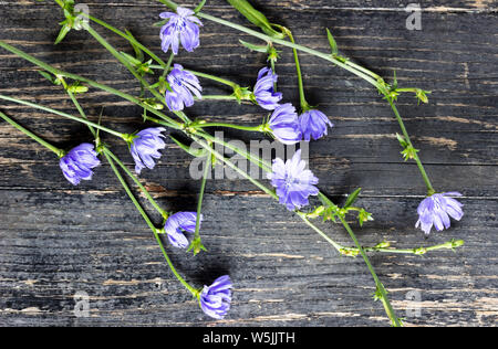Flowers of the Common Chicory - Cichorium intybus-on a dark wooden background Stock Photo
