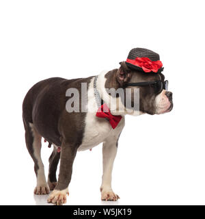 classy american bully wearing collar and sunglasses looks to side while standing on white background Stock Photo