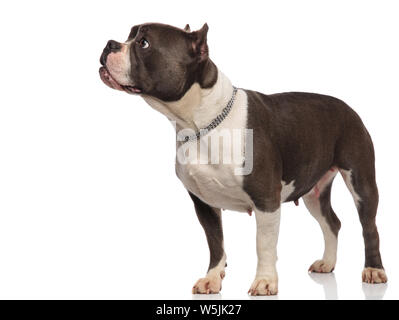 American bully necklace best sale