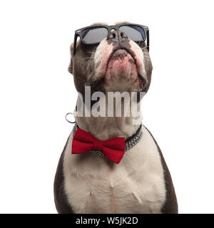 close up of curious american bully wearing sunglasses and bowtie standing on white background and looking up Stock Photo