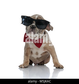 American bully puppy wearing bowtie and sunglasses sitting on white background Stock Photo