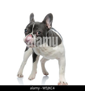 french bulldog touching his nose with tongue while moving Stock Photo