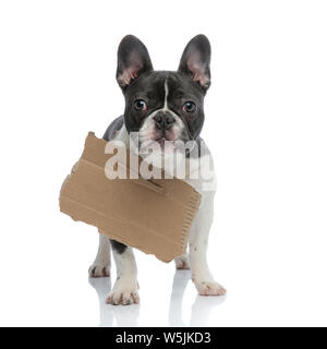 homeless french bulldog with carton board on his neck begging Stock Photo