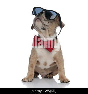 American bully puppy wearing bowtie and sunglasses sitting on white background Stock Photo