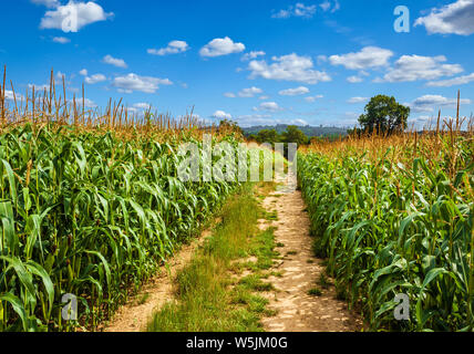 Footpath through a field of Maize. Chiddingstone, The Weald, Kent, England, UK. Stock Photo
