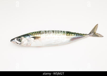 A single, raw mackerel, Scomber scombrus, that was caught on rod and line from a boat in the English Channel. White background. Dorset England UK GB Stock Photo