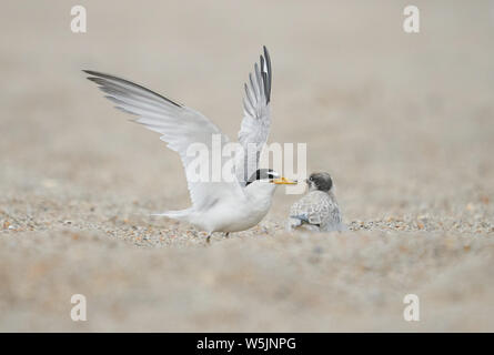A Least tern feeds its chick at Wrightsville Beach, Wilmington, North Carolina Stock Photo