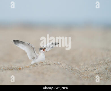 A Least tern chick attracts the attention of its parent at Wrightsville Beach, Wilmington, North Carolina Stock Photo