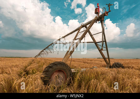 Automated farming irrigation machinery with sprinklers in cultivated ripe barley field for watering crops Stock Photo