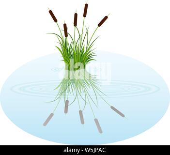 Vector bush reeds on the water. Reeds reflected in the lake water with rounds on the water. Bush reeds vector art illustration good for cartoon backgr Stock Vector